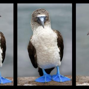 Blue-footed Booby Blue-footed Booby