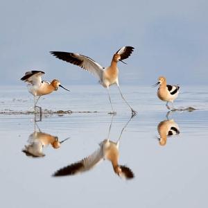 Avocet Altercation Avocet Altercation
