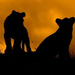 Lion Cubs Lion Cubs