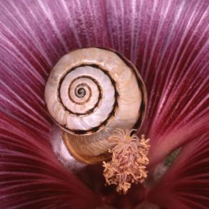 Snail Snail