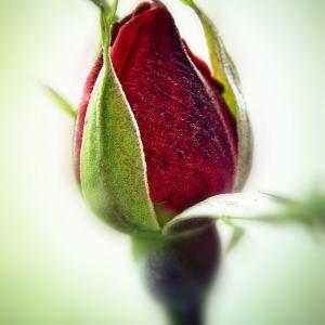Bud Bud