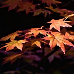 Fall Leaves Fall Leaves