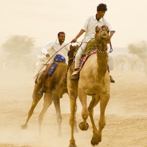 Camel Race Camel Race