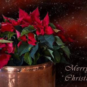 Merry Christmas Merry Christmas