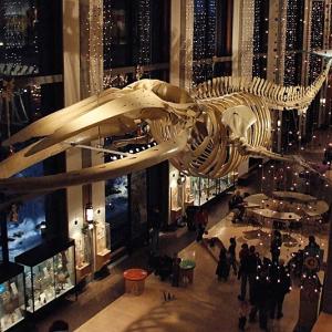 A Night at the Museum A Night at the Museum