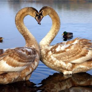 True Hearts True Hearts