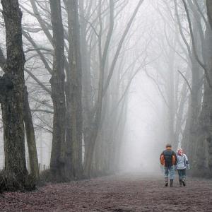 Fog in the Wood Fog in the Wood