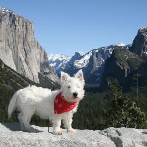Rocky in Yosemite Rocky in Yosemite