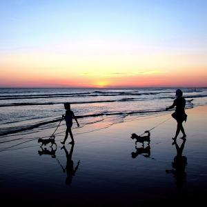 Walking the Dogs Walking the Dogs