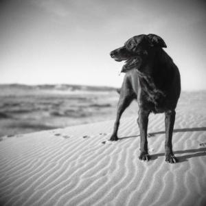 Sammy at the Dunes Sammy at the Dunes