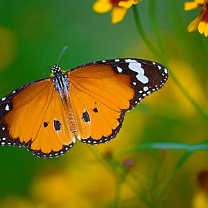 The Butterfly The Butterfly