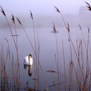 Swan on the North Fork Swan on the North Fork