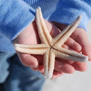 Delicate Starfish Delicate Starfish