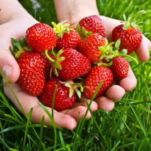 Summer's Harvest Summer's Harvest