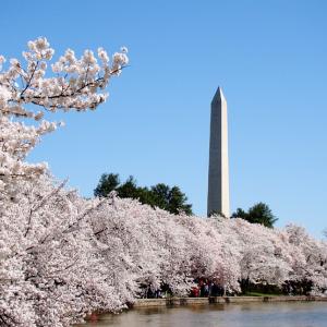 Cherry Blossom Festival Cherry Blossom Festival