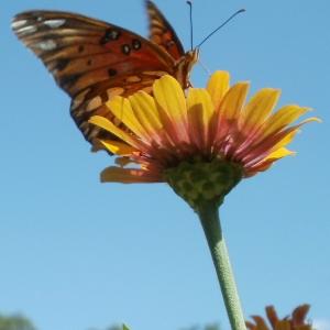 Butterfly Sky Butterfly Sky