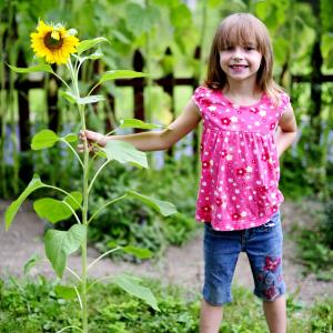 Sunflower Kid Sunflower Kid