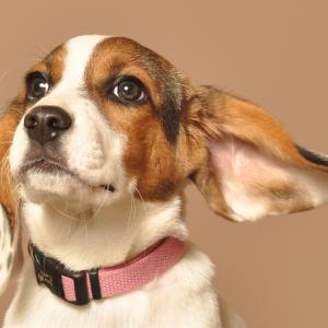 "Speak, I'm all ears" "Speak, I'm all ears"