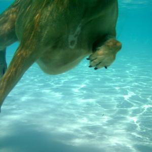 Dog Paddle Dog Paddle