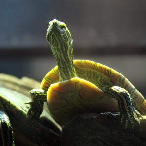 Turtle Pose Turtle Pose