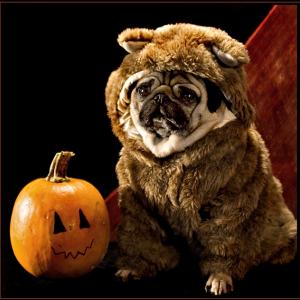 Trick or Treat Trick or Treat