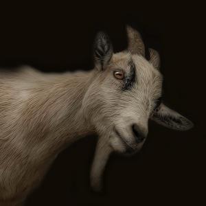 Capricornus Capricornus