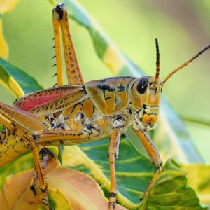 Garden Pest Garden Pest