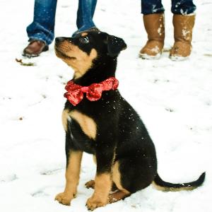 Christmas Puppy Christmas Puppy