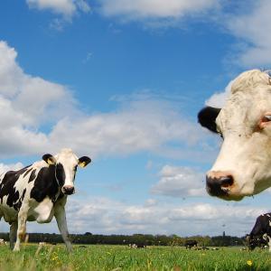 Curious Cows Curious Cows