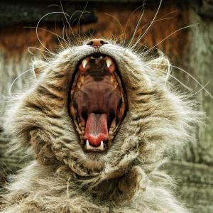 "Now, Open Wide" "Now, Open Wide"