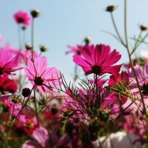 Blossom Cosmos Field Blossom Cosmos Field