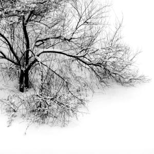 Winter Blanket Winter Blanket