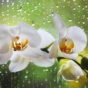 Raindrops Raindrops
