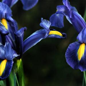 Dance of the Iris Dance of the Iris