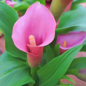 Calla Lily Calla Lily