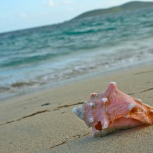 Pink Shell on the Shore. Pink Shell on the Shore.