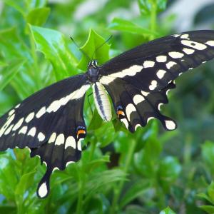 Butterfly Butterfly