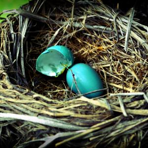 Robin's Eggs Robin's Eggs