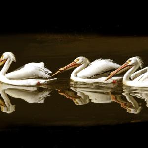 Three Pelicans Three Pelicans