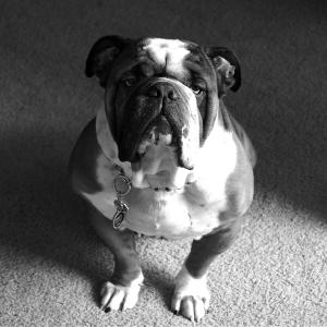 A Dog for the Ages A Dog for the Ages