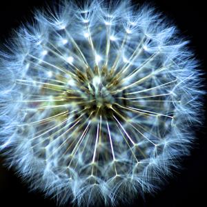 Mystical Dandelion Mystical Dandelion