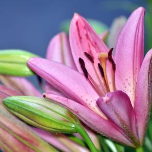 Today's Lily Today's Lily