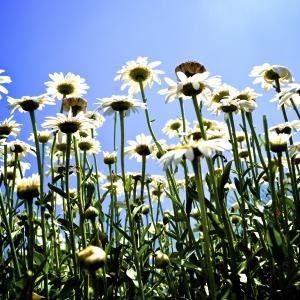 Looking Up at Daisies Looking Up at Daisies