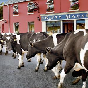 Are you coming for a pint? Are you coming for a pint?