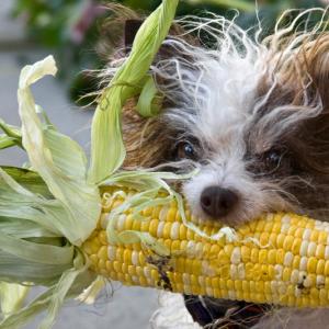Corn Dog Corn Dog