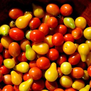 Harvest Bliss Harvest Bliss