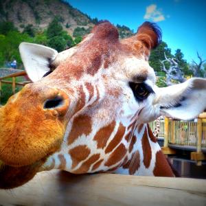 Goofy Giraffe Goofy Giraffe