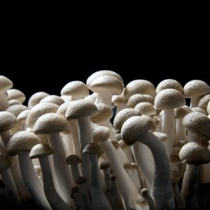Mushrooms Mushrooms