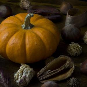 Harvest Pumpkin Harvest Pumpkin