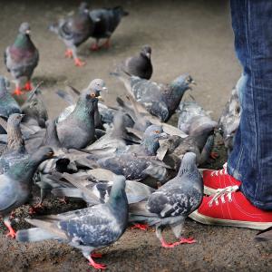 Red feet Red feet